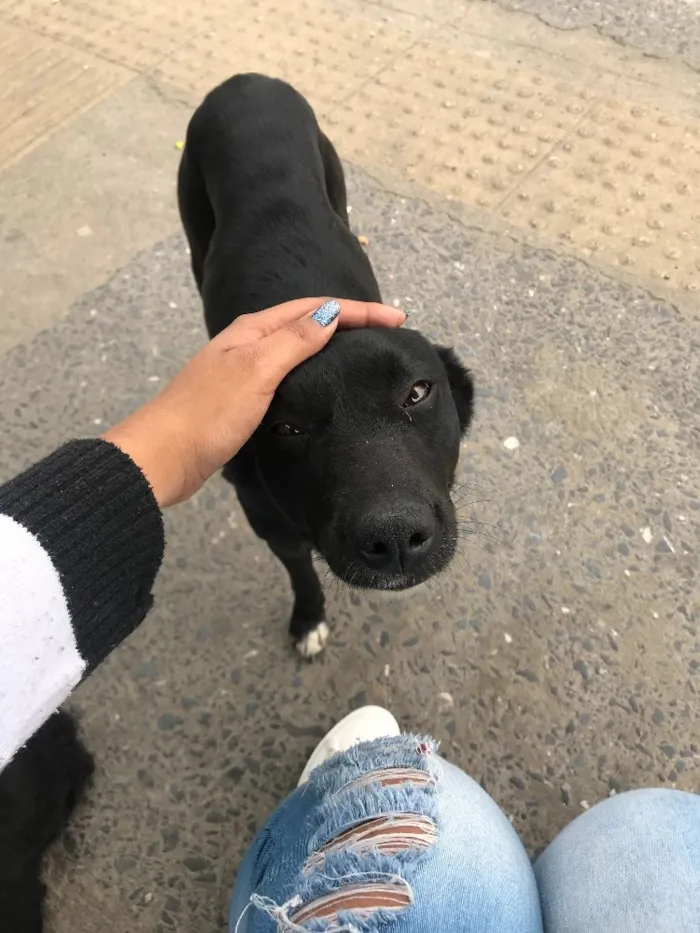 Cachorro ra a Vira lata idade 7 a 11 meses nome Miguis