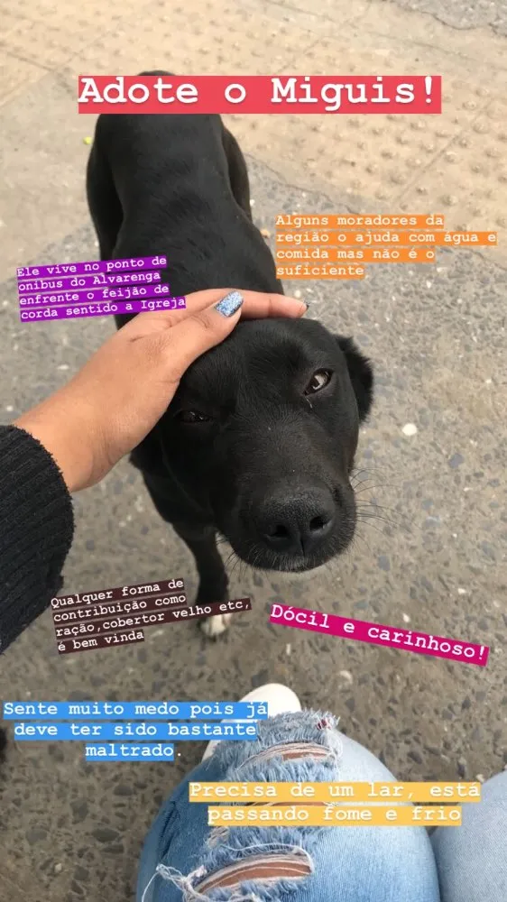 Cachorro ra a Vira lata idade 7 a 11 meses nome Miguis