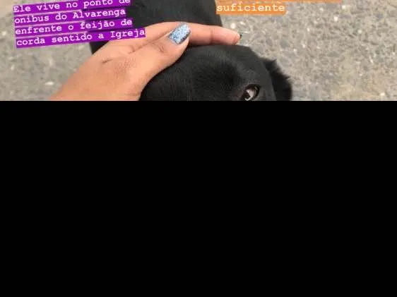 Cachorro ra a Vira lata idade 7 a 11 meses nome Miguis