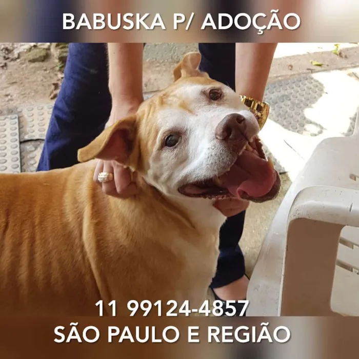 Cachorro ra a Pit-Bull idade 6 ou mais anos nome Babuska