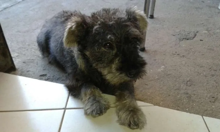 Cachorro ra a SCHNAUZER idade 6 ou mais anos nome TOBY GRATIFICA