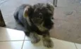 TOBY GRATIFICA