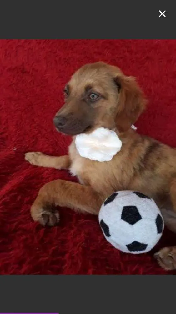 Cachorro ra a srd idade 2 a 6 meses nome Filhotinhas 4 mesea