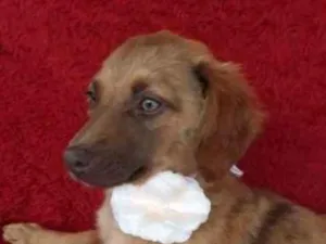 Cachorro raça srd idade 2 a 6 meses nome Filhotinhas 4 mesea