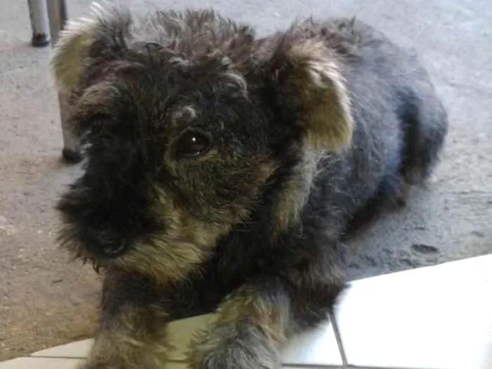 Cachorro ra a SCHNAUZER idade 6 ou mais anos nome TOBY GRATIFICA