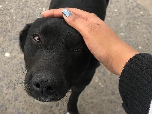 Cachorro ra a Vira lata idade 7 a 11 meses nome Miguis