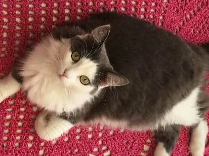 Gato ra a Rnd  idade 1 ano nome Cinzinha