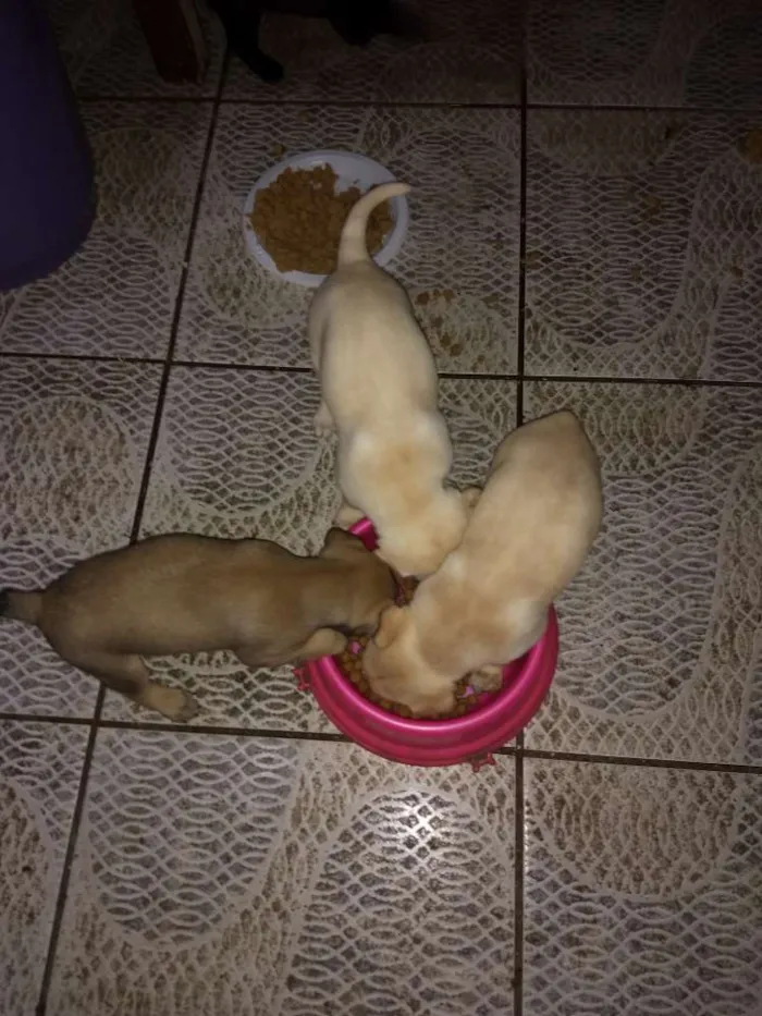 Cachorro ra a Srd idade Abaixo de 2 meses nome Filhotes