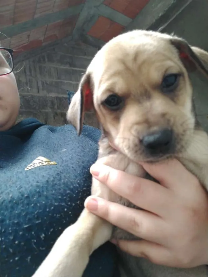 Cachorro ra a Srd idade Abaixo de 2 meses nome Filhotes