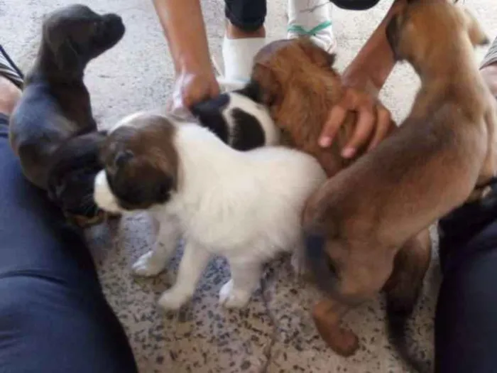 Cachorro ra a SRD idade Abaixo de 2 meses nome sem nome
