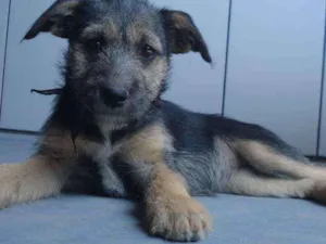 Cachorro raça Vira lata idade 2 a 6 meses nome Estopinha