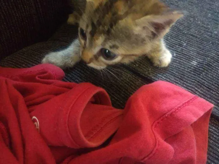 Gato ra a SRD idade 2 a 6 meses nome Cookie-Cream-Orange