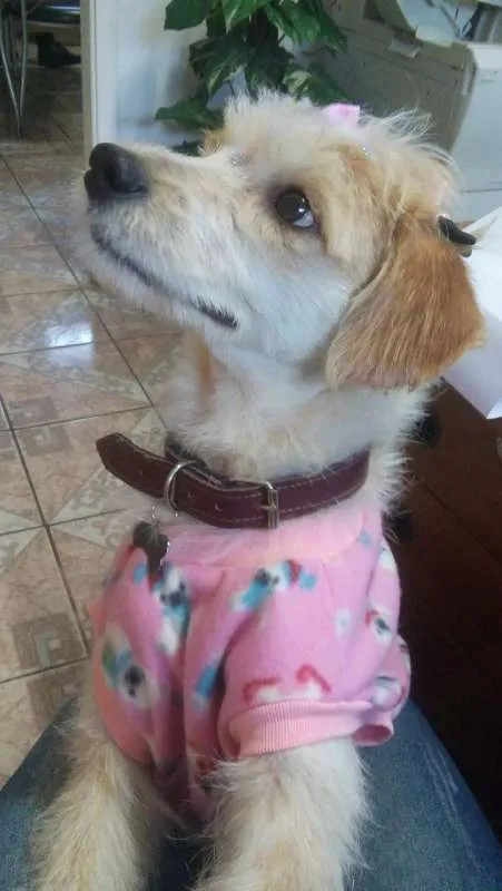 Cachorro ra a Viralata idade 1 ano nome Marceline