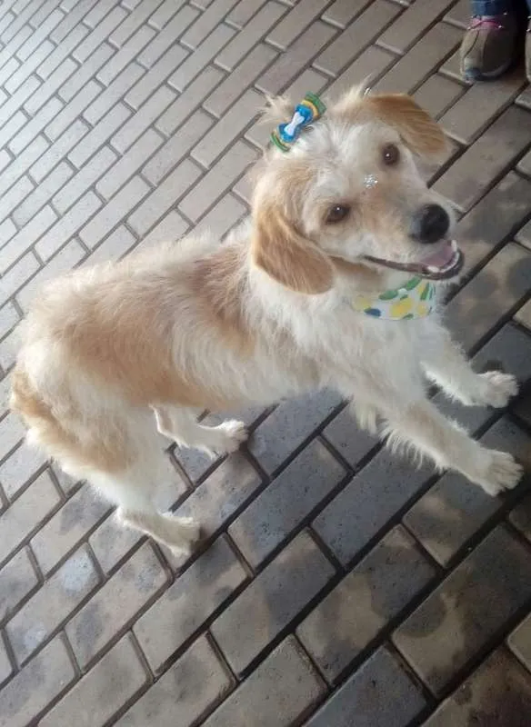 Cachorro ra a Viralata idade 1 ano nome Marceline