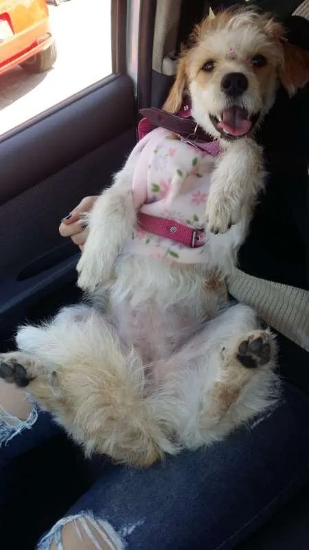 Cachorro ra a Viralata idade 1 ano nome Marceline