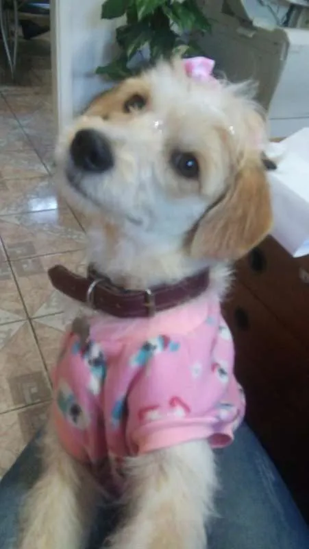 Cachorro ra a Viralata idade 1 ano nome Marceline
