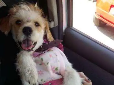 Cachorro ra a Viralata idade 1 ano nome Marceline