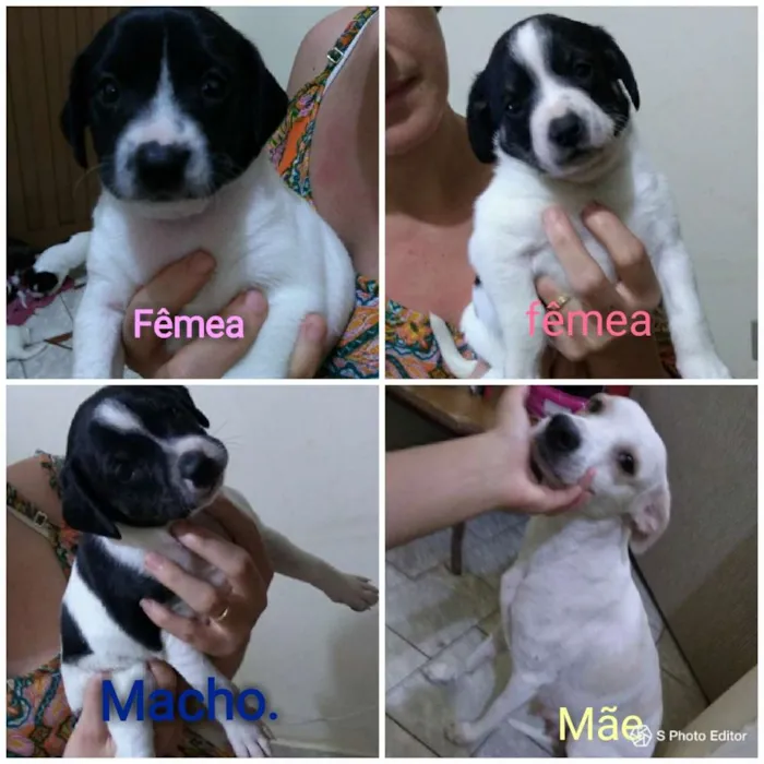 Cachorro ra a SRD idade Abaixo de 2 meses nome SN