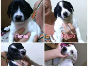 Cachorro raça SRD idade Abaixo de 2 meses nome SN