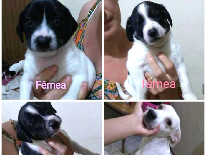 Cachorro ra a SRD idade Abaixo de 2 meses nome SN