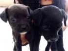 Cachorro raça SRD idade Abaixo de 2 meses nome sem nome