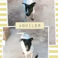 AQUILES