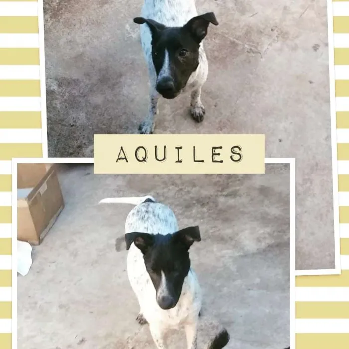 Cachorro ra a SRD idade 7 a 11 meses nome AQUILES