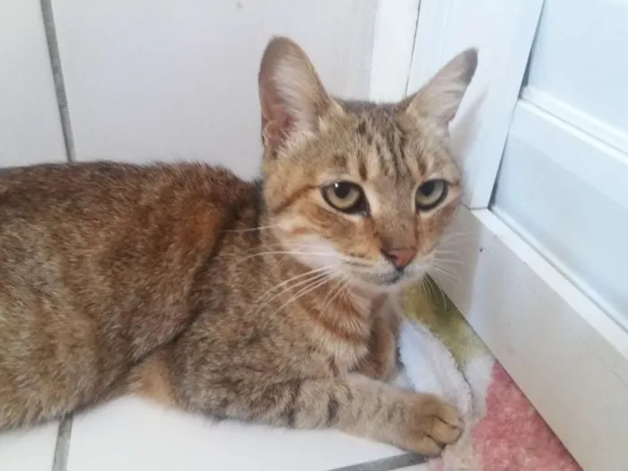 Gato ra a SRD idade 1 ano nome Manu