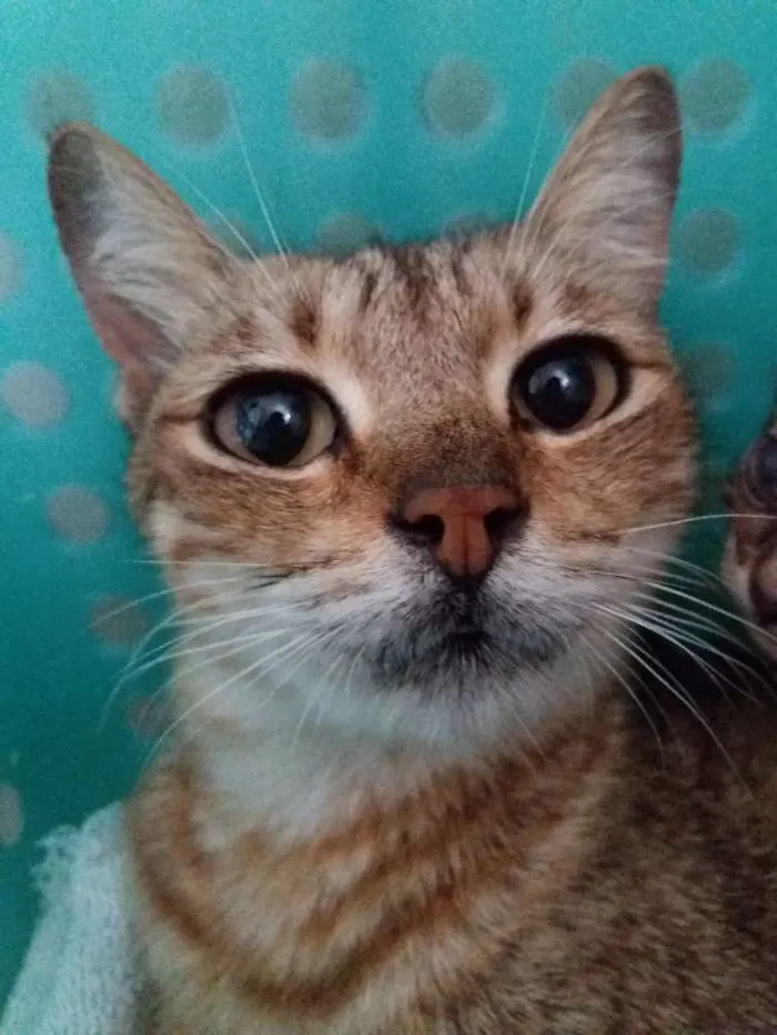 Gato ra a SRD idade 1 ano nome Manu