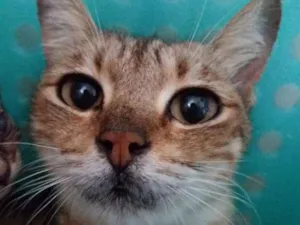 Gato raça SRD idade 1 ano nome Manu