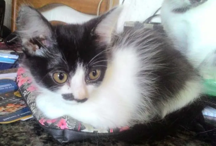 Gato ra a Sem Raça Definida idade 2 a 6 meses nome Sem Nome