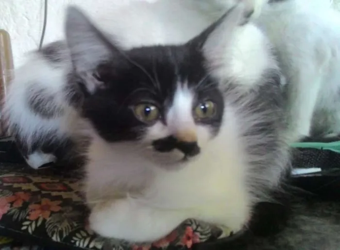 Gato ra a Sem Raça Definida idade 2 a 6 meses nome Sem Nome