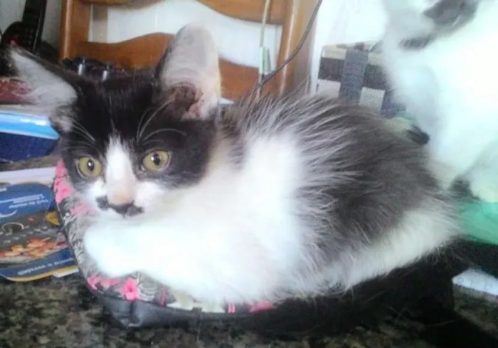 Gato ra a Sem Raça Definida idade 2 a 6 meses nome Sem Nome