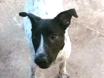 Cachorro ra a SRD idade 7 a 11 meses nome AQUILES