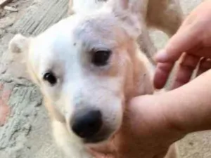 Cachorro raça  idade 3 anos nome Juquinha