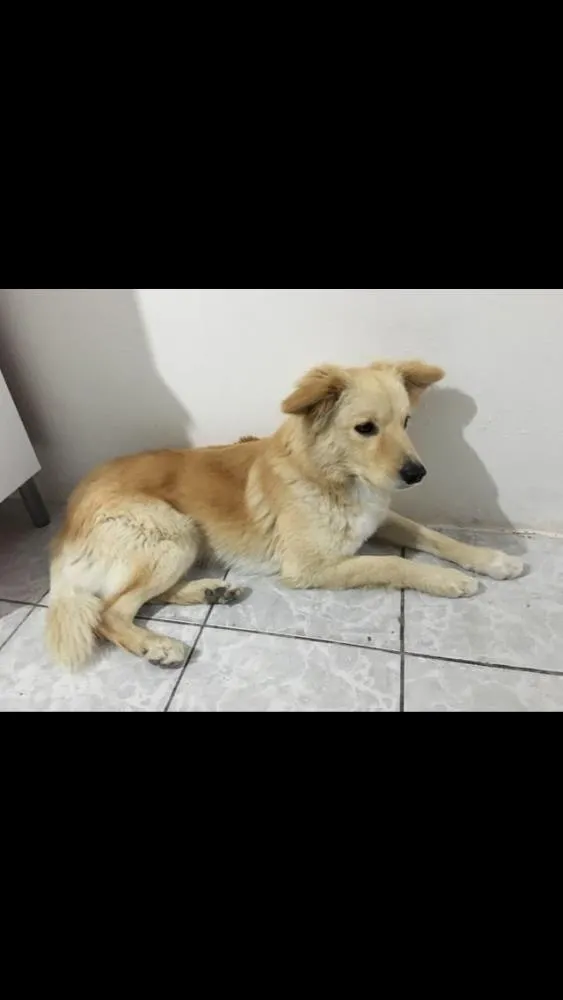 Cachorro raça Sem raca definida  idade 1 ano nome Marley