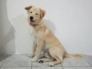 Cachorro raça Sem raca definida  idade 1 ano nome Marley