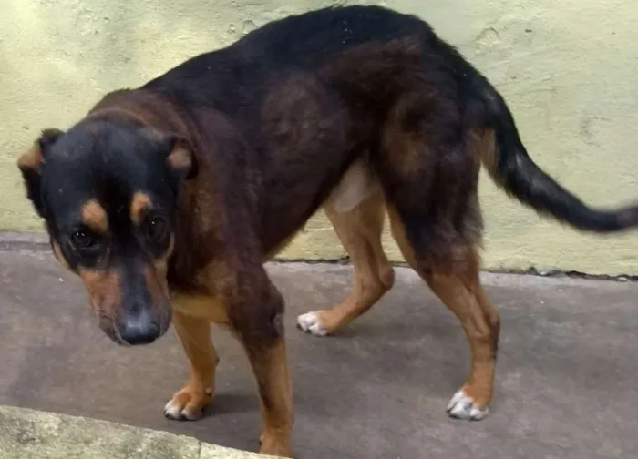 Cachorro ra a srd idade  nome Duk