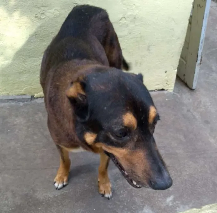 Cachorro ra a srd idade  nome Duk