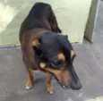 Duk