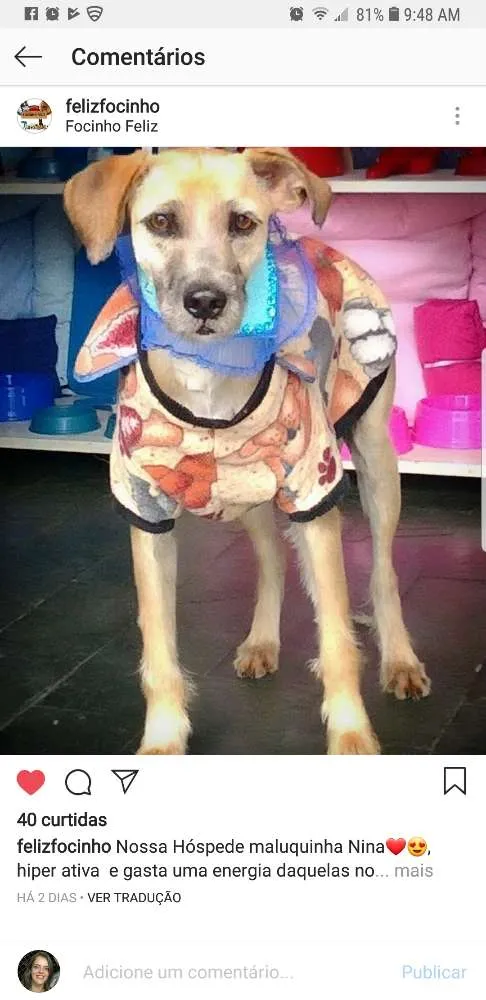 Cachorro ra a SRD idade 1 ano nome Nina 