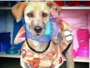 Cachorro raça SRD idade 1 ano nome Nina 