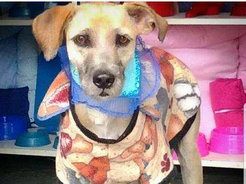 Cachorro ra a SRD idade 1 ano nome Nina 