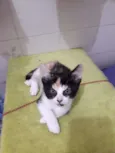 ana e ARETA