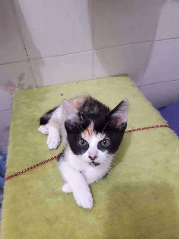 Gato ra a  idade Abaixo de 2 meses nome ana e ARETA