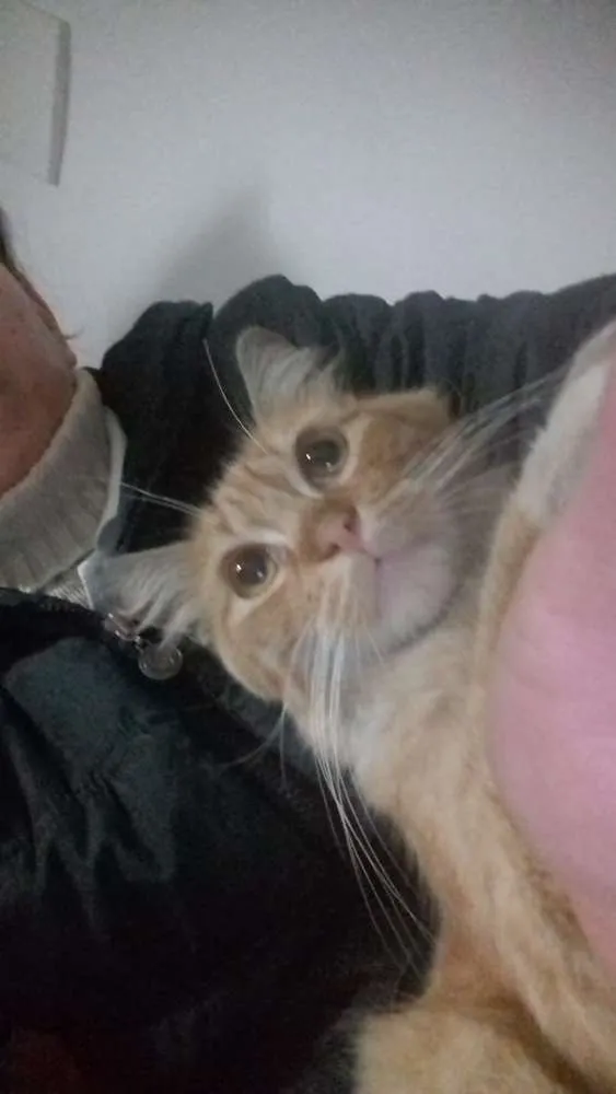 Gato ra a Sem raça  idade 7 a 11 meses nome Adalberto 