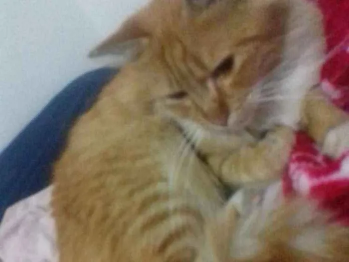 Gato ra a Sem raça  idade 7 a 11 meses nome Adalberto 