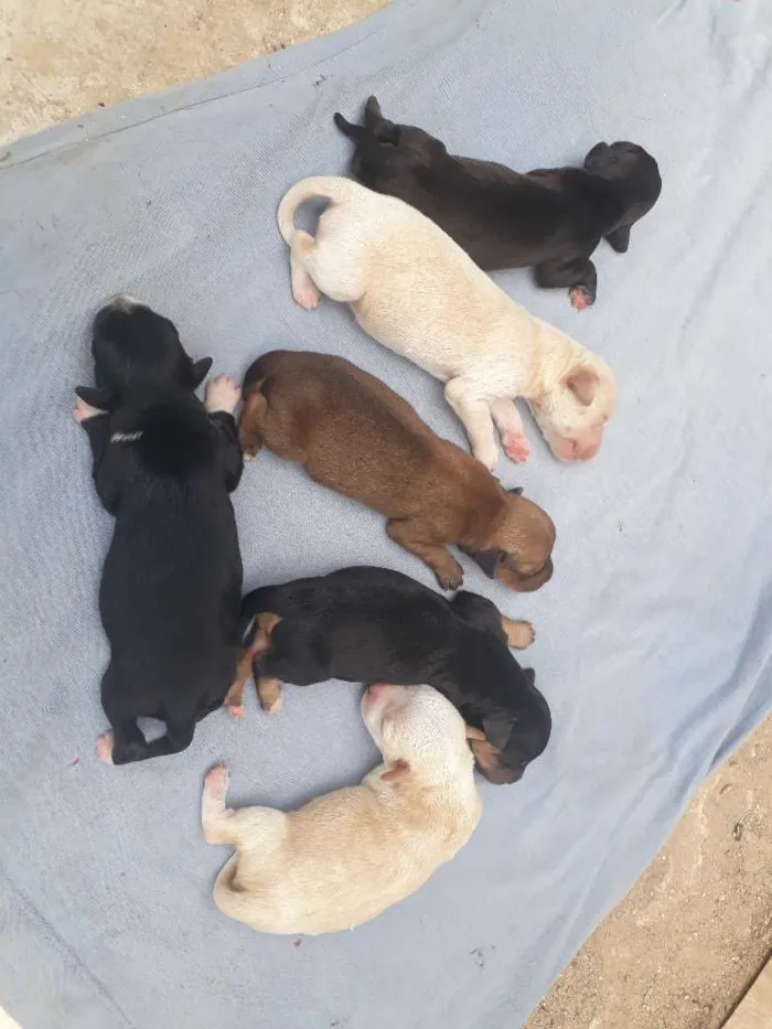 Cachorro ra a Vira lata  idade Abaixo de 2 meses nome Ainda nao tem nome 