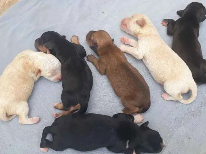 Cachorro ra a Vira lata  idade Abaixo de 2 meses nome Ainda nao tem nome 