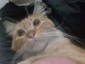 Gato raça Sem raça  idade 7 a 11 meses nome Adalberto 